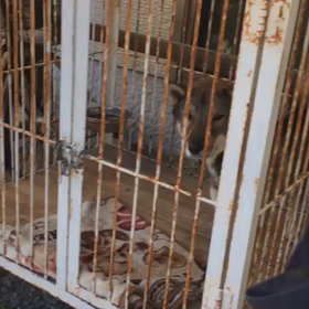 移植の話の画像