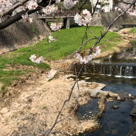桜 動画の画像