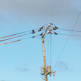 ぽくない(・ω・;)カラスの画像