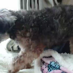 ”先日の答え：歯槽膿漏、口内炎、口臭は、どんな体質から生まれる？？”の画像