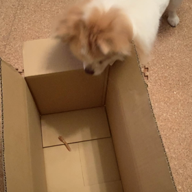 ジャーキー、ゲットですよの画像