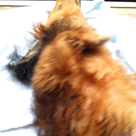 毎日暑い～。の画像