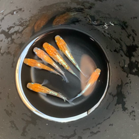 ヤフオクの出品個体　茜海の動画の画像