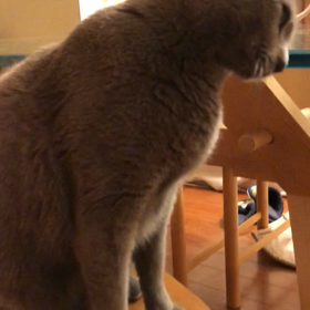 ハイタッチする猫動画の画像