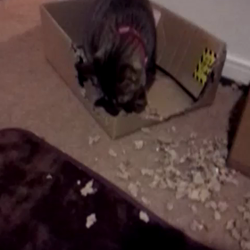 ダンボールバリバリ☆の画像