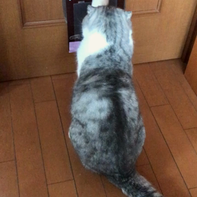 猫の開けてくれ〜の動画♪の画像
