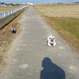 ミンラム散歩動画でーすの画像