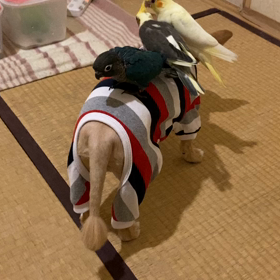 今年も残すところ半月。の画像