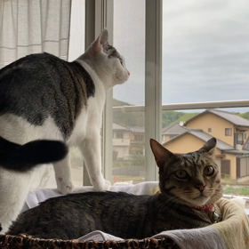 2匹で尻尾フリフリ可愛いな〜の画像