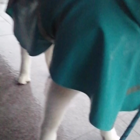 ☔、豪雨⁉️の朝。起床後すぐに未来丸まさかの「散歩すぐ行け❗」要求。思い起こせば昨日の夕散歩、の画像