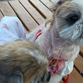 マカロンお散歩事情③の画像