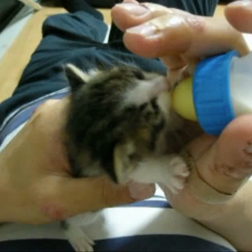 乳飲み子チョウスケさんの画像