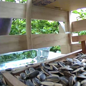 すぎぴたんの事件簿シーズン2　307話（キジバトご来店）の画像