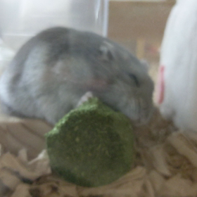 ガリガリ騒音の画像