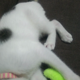 癒されるの画像