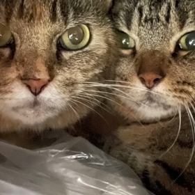 TikTokでコメントの嵐の画像