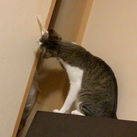 風邪気味のワタシに今、出来る事。の画像