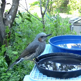 すぎぴたんの事件簿　シーズン２　１０４話の画像