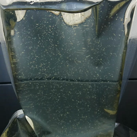 ミジンコの画像