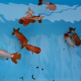 夏にピッタリ、らんちゅう。の画像