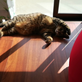 家のなかで一番気持ちの良い場所の画像