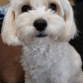 Shows at Homeの画像