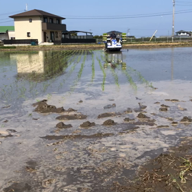 田植えスタート‼️の画像