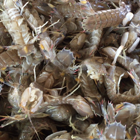 4日ぶりの豊浜夕市！の画像