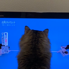 たわちゃんの画像