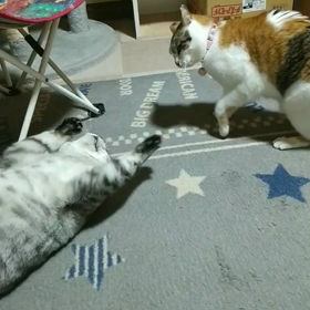 負けない末っ子の画像