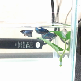 メスのベタ稚魚達が大騒ぎの画像