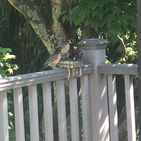 ベビーブーム！(雛だけど)の画像