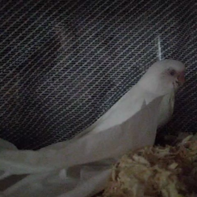 ピーちゃんの画像