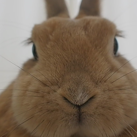 ヒクヒクの画像