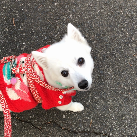 お外にったがったので   散歩かなあと思ったらの画像