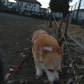 パトロールの画像