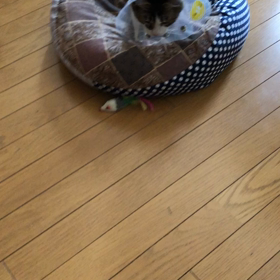 エリザベスカーラーにゃんこの諦め…の画像