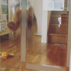 テディ副店長、お留守番の巻の画像