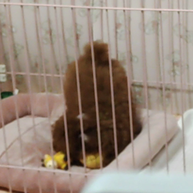 今日のレオちゃん・・☆の画像