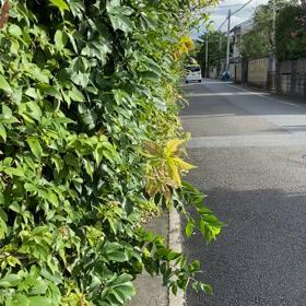 風がな…の画像