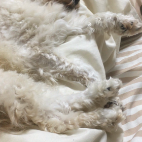 スースーピクピクの画像