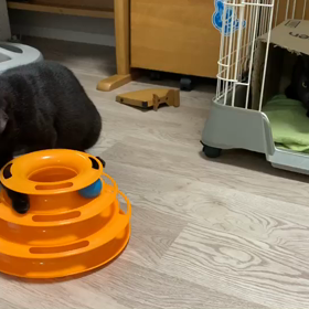 里親様募集中(ロン、ショー)黒猫兄弟！の画像
