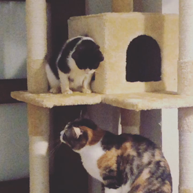 てんちゃん保護して1ヶ月の画像