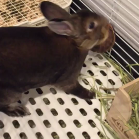 迫り来るブライアンの画像