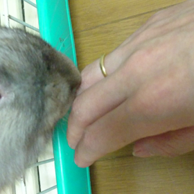 今日のモコナの画像