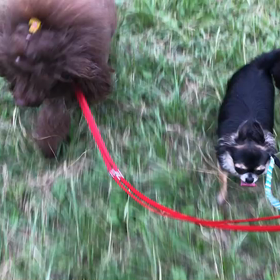 ♪お散歩動画♪代々木公園♪の画像