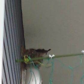 生後16日！の画像