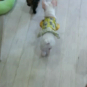 梅ちゃんの災難wの画像