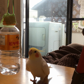 またミッキーですの画像