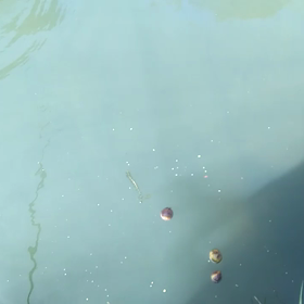 キーングサーモンでエイトトラップ。の画像